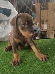 Brown Doberman