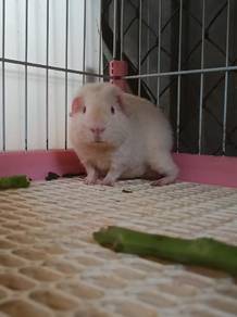 泰迪天竺鼠 teddy guinea pig