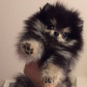 Huggable Pomeranian Tiny Cute Puppy Puppy