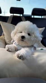 BC1000 Mini Bichon Frise puppy