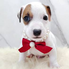 Jack Russell