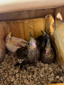 Cockatiel
