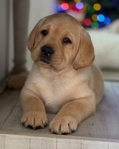 Labrador Retriever Puppies Available – JB & KL