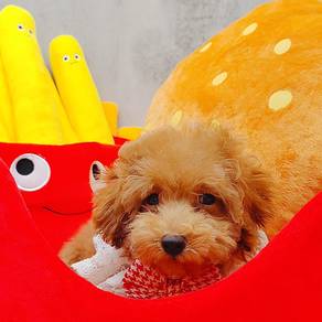 Poodle