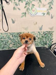 Pomeranian 