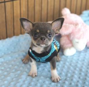 CHIHUAHUA PUPPIES VIP281🌷Head Apple Cute Dog