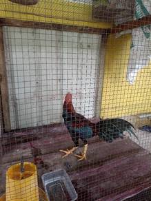 ayam sabung pakhoy 