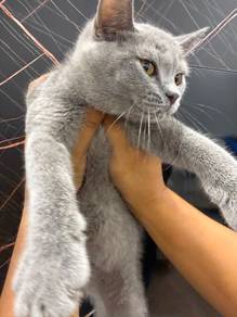 BSH Female