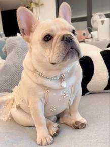 French Bulldog