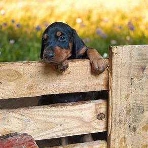 Cute Dobermann Puppy Anak Anjing