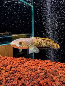 Channa Stewartii