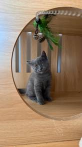British Shorthair Female Kitten
