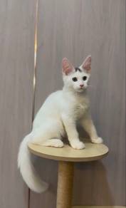 Maine Coon