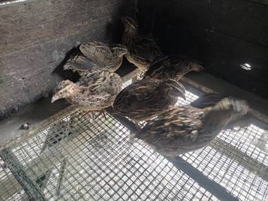 burung puyuh hybrid 