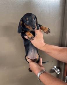 Daschunds