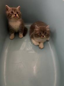2 ekor kitten BSH utk rehome