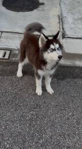 Wooly husky
