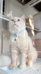 Persian Cross Female for Rehoming 🐱