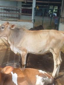 Lembu dara