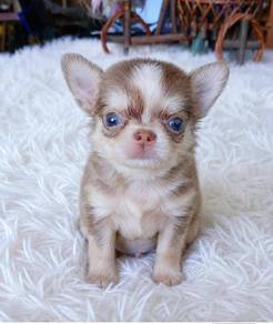 Mini chiwawa -boy