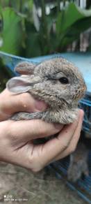 Baby Rabbits