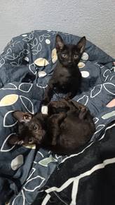Kucing untuk di rehome free 