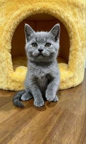 British Shorthair Blue