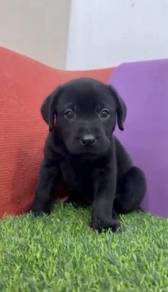 Labrador male black