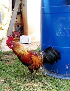 Ayam kacuk
