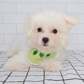 Maltipoo