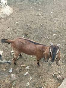 kambing betina 