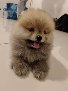 teacup Pomeranian y