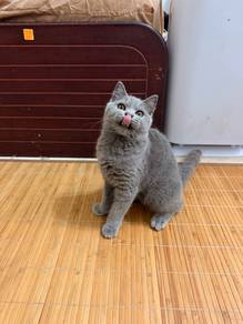 Kitten BSH Blue