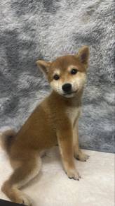 Shiba Inu male Puppy m2
