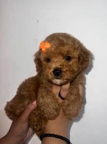 maltipoo4