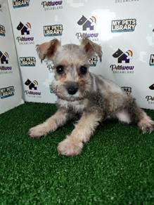 Miniature schnauzer silver and pepper