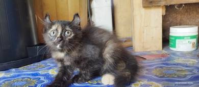 anak kucing
