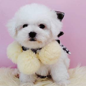 Bichon