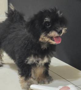 Shihpoo