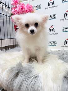 Tiny Pomeranian