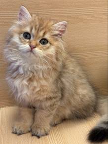 Persian