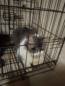 parsi mix scotish bicolor