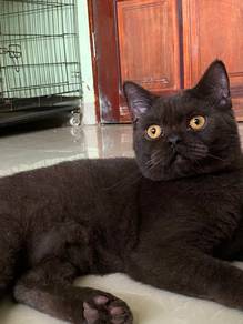 Bsh Chocolate/ Black