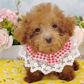 Poodle