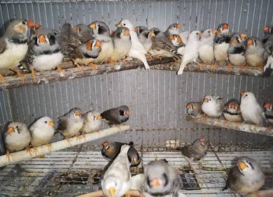burung zebra finch #pipitkudabelang