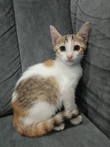 anak kucing comel aktif untuk diberi