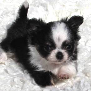 G77W66 Chihuahua long haired little pet dog