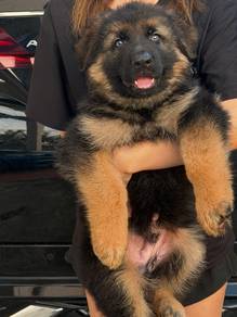 Big Bone German Sherpherd Puppy 🐕‍🦺