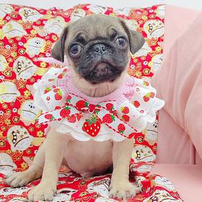 Pug