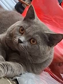 bsh cat